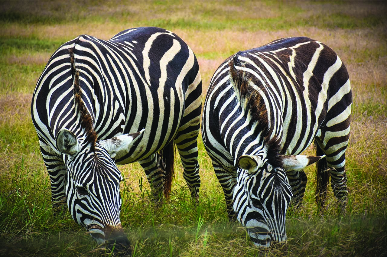 Arusha national park