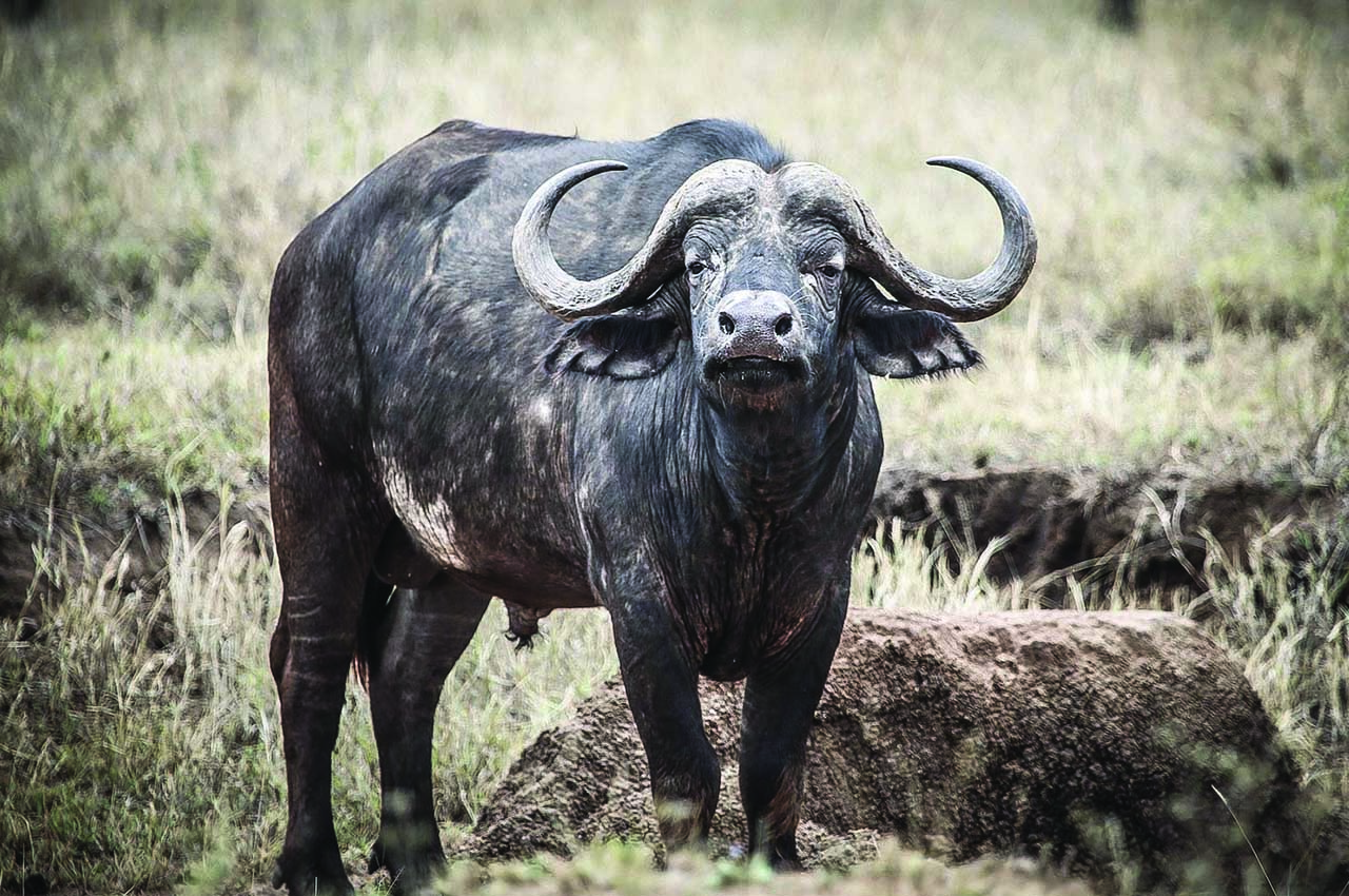 Serengeti national park