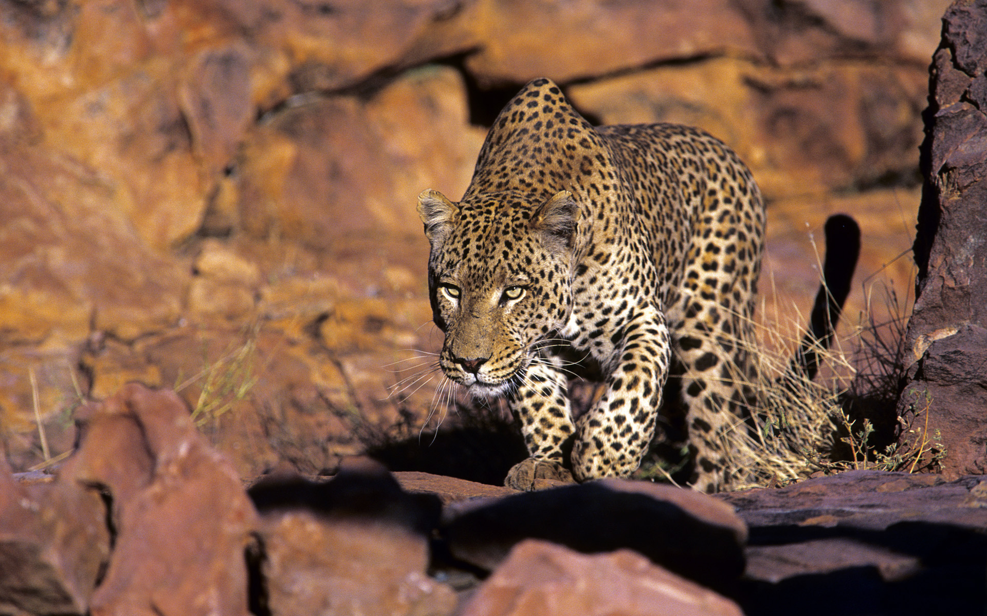 Leopard (Panthera pardus) hunting, Okonjima, Namibia