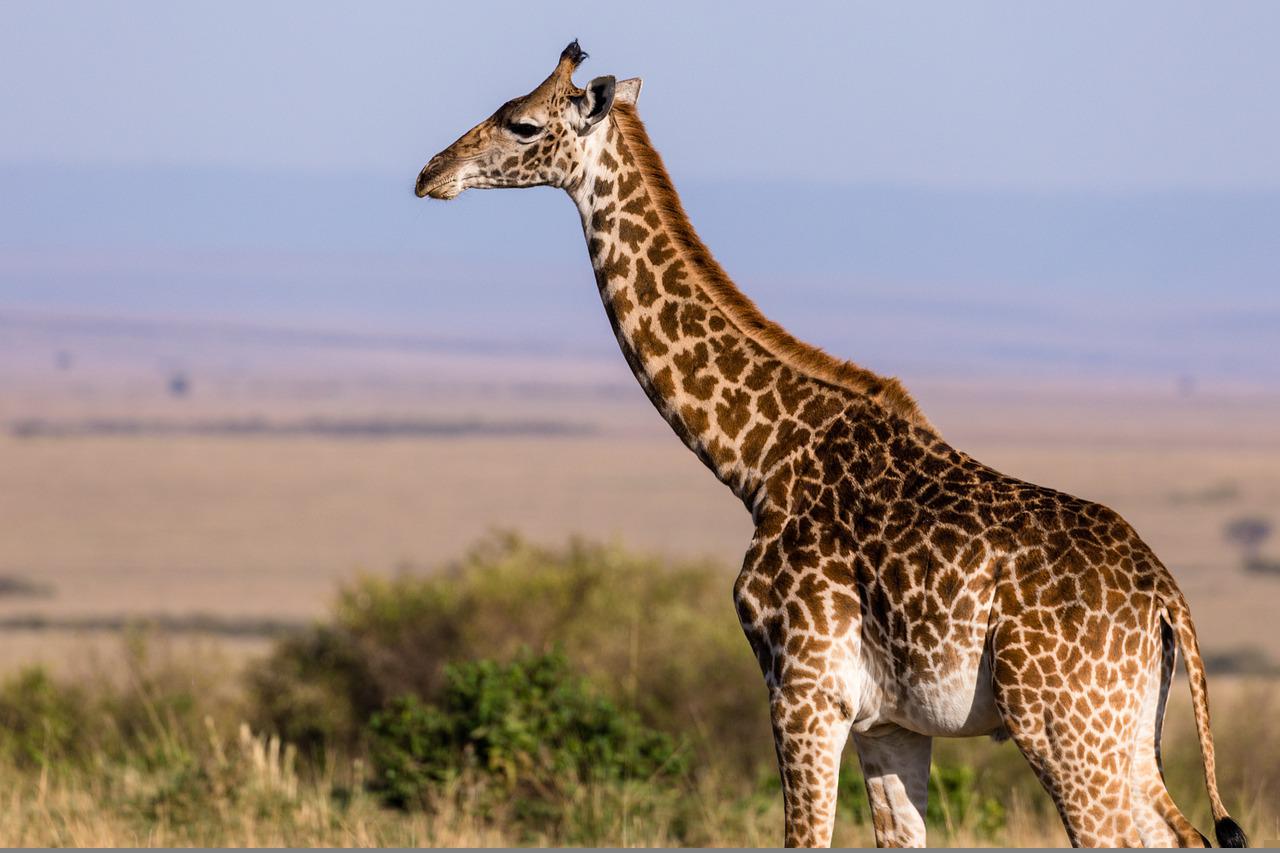 giraffe-6378717_1280