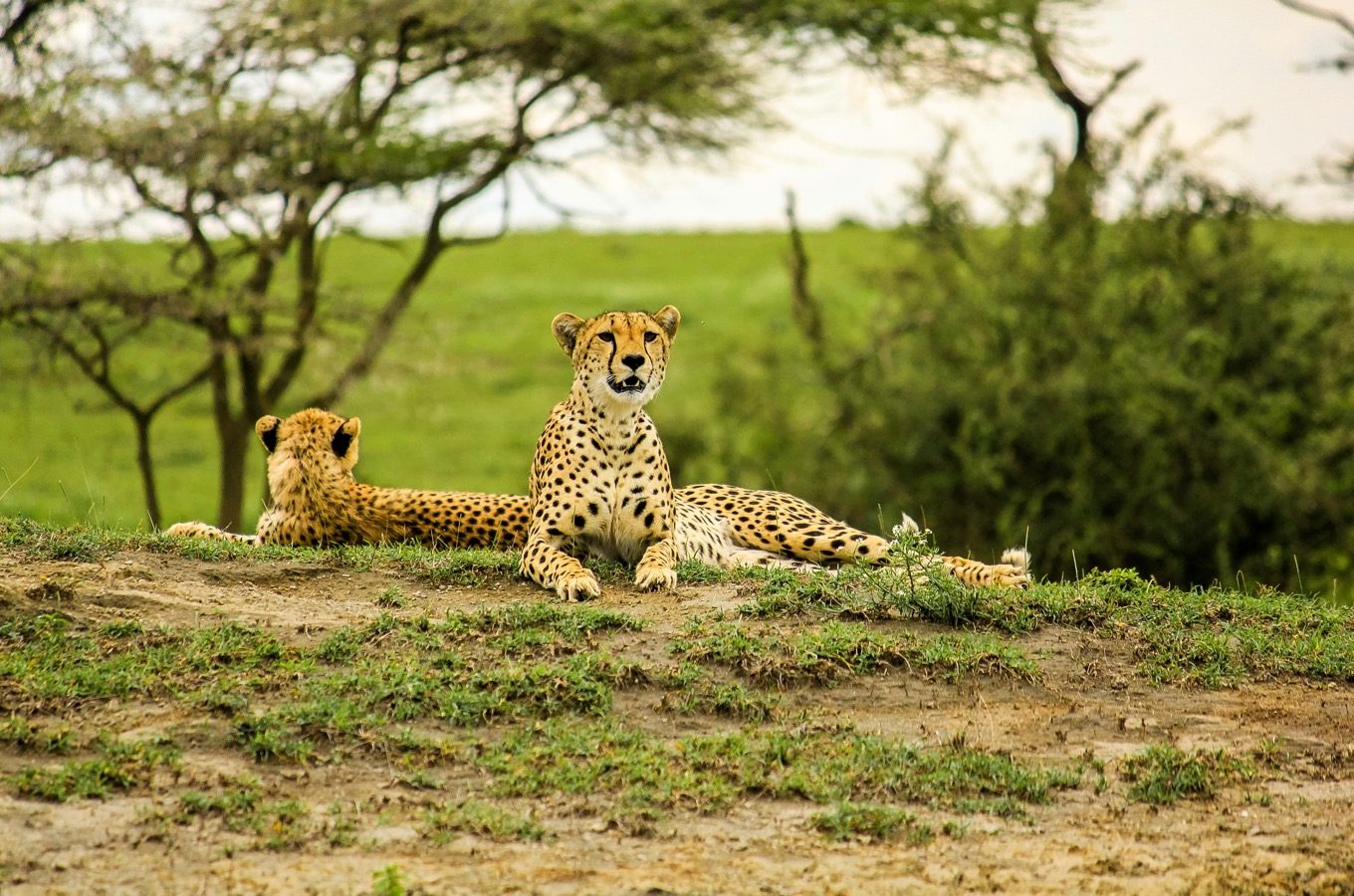 instinct_NGORONGORO9