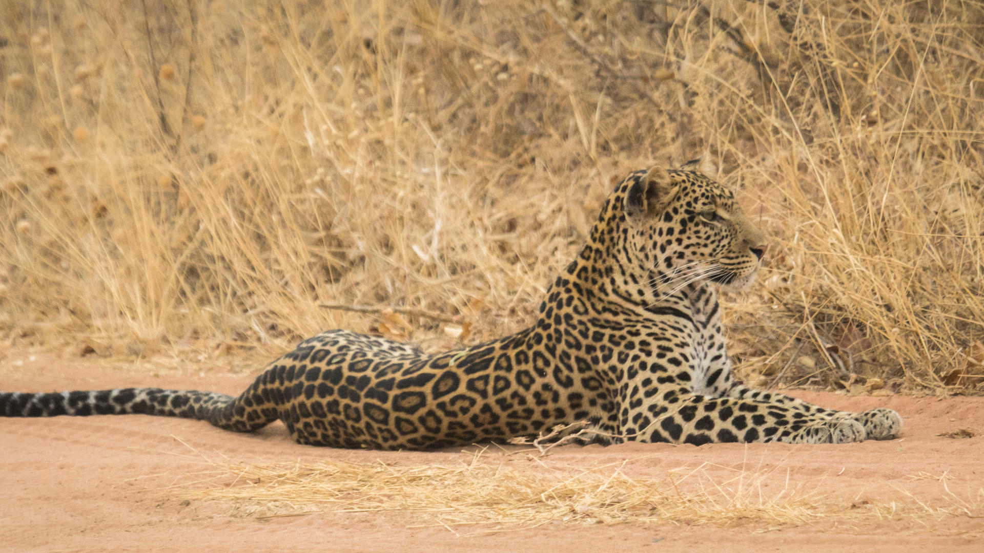 instinct_RUAHA1